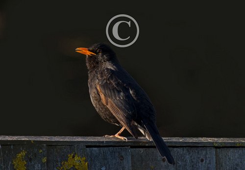 Morning Blackbird  DM1803